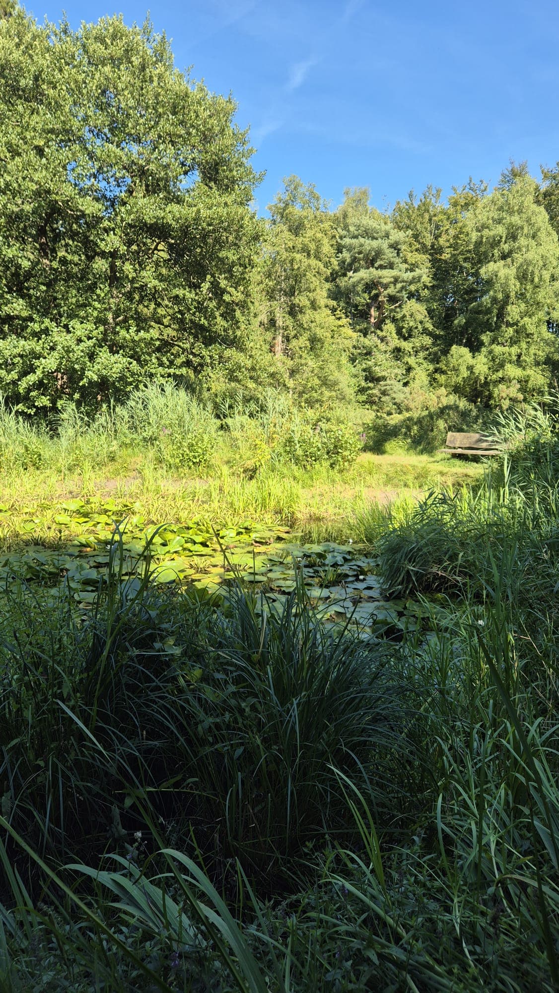 Vijver met waterlelies omringd door riet en bomen, met een bankje op de achtergrond