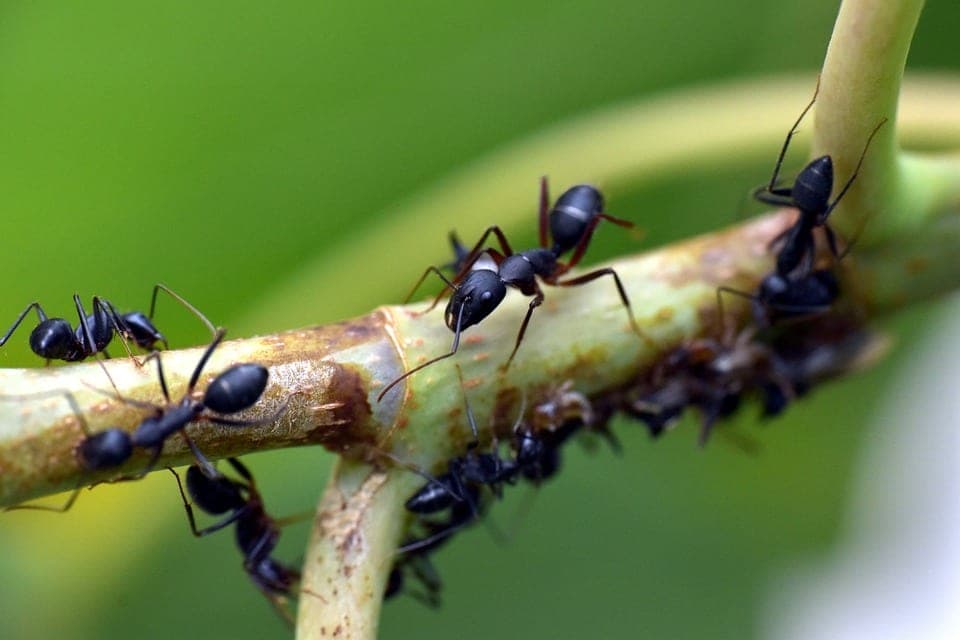 Foto bij Op zoek naar bodemdiertjes en kriebelbeestjes